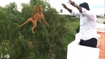 ​狗狗被从三层楼抛下，视频引发热议，狗狗最终找到归宿