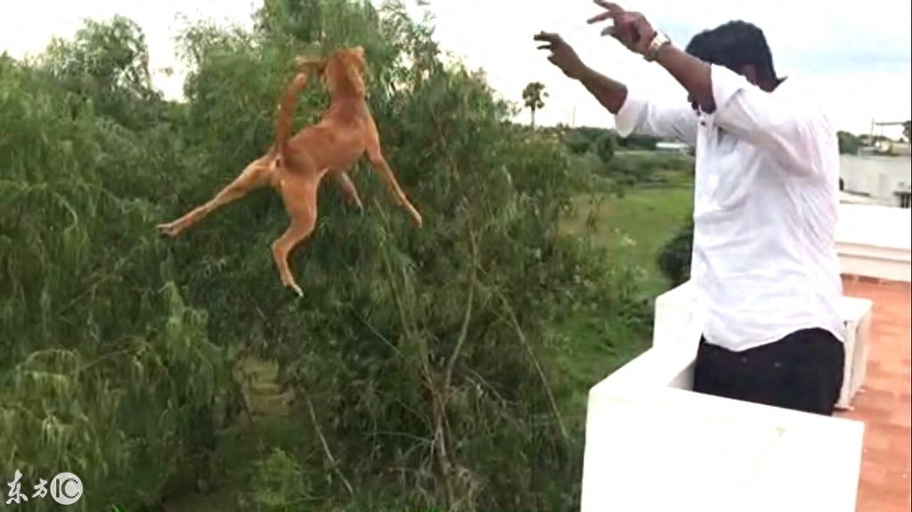 狗狗被从三层楼抛下,视频引发热议,狗狗最终找到归宿