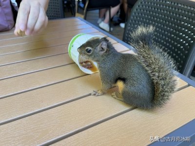 ​松鼠能当宠物养吗？