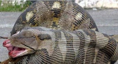 ​巨蟒吞下庞然大物，肚子严重变形，那些比毒蛇猛兽还可怕的巨蟒