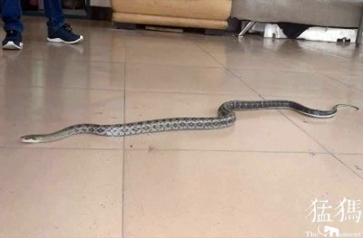 ​惊险！2米长蛇幼儿园门口“散步”