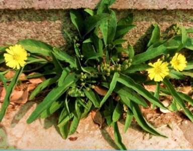 ​常见常吃的一种野菜——苦荬菜