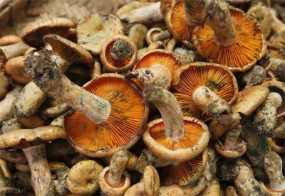 ​铜绿菌在我国各地都有生长，口感鲜美，脆嫩可口，你喜欢吃吗？