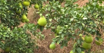 ​兴宁：沙田柚迎丰收 11月中旬开摘