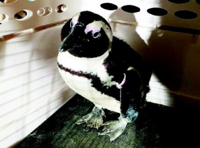 ​斑嘴环企鹅乘飞机抵青 隔离期满将在荣成与游客见面